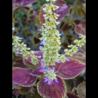 Coleus blumei (fam. Lamiaceae) (Asie tropicale) (02)